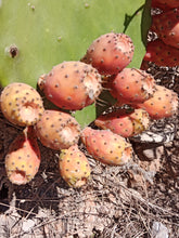Cargar imagen en el visor de la galería, Fruits de Nopal salvaje