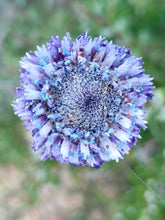 Cargar imagen en el visor de la galería, globularia vulgaris