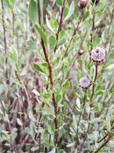 Cargar imagen en el visor de la galería, globularia vulgaris