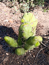 Cargar imagen en el visor de la galería, Trichocereus bridgesii pene joven