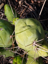 Cargar imagen en el visor de la galería, Trichocereus bridgesii pene macro