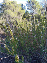 Cargar imagen en el visor de la galería, Romaní en el bosque