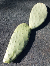 Cargar imagen en el visor de la galería, esqueixos de Opuntia ficus indica