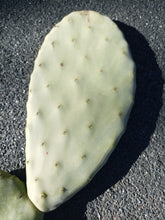 Cargar imagen en el visor de la galería, esqueixos de Opuntia ficus indica
