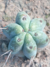 Cargar imagen en el visor de la galería, esqueixos de Trichocereus bridgesii "Jesús"