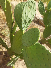 Cargar imagen en el visor de la galería, esqueixos de Opuntia ficus indica
