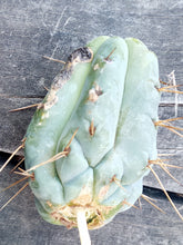 Cargar imagen en el visor de la galería, esqueixos de Trichocereus bridgesii "Jesús"