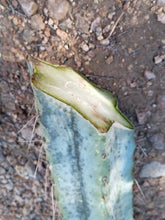 Cargar imagen en el visor de la galería, esqueixos de Trichocereus bridgesii "Jesús"