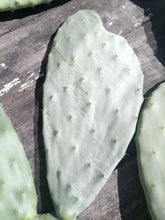 Cargar imagen en el visor de la galería, esqueixos de Opuntia ficus indica