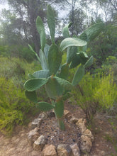 Cargar imagen en el visor de la galería, esqueixos de Opuntia ficus indica