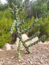 Cargar imagen en el visor de la galería, esqueixos de Cylindropuntia imbricata