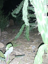 Cargar imagen en el visor de la galería, esqueixos de Cylindropuntia imbricata