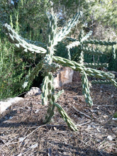 Cargar imagen en el visor de la galería, esqueixos de Cylindropuntia imbricata