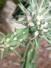 Cargar imagen en el visor de la galería, esqueixos de Cylindropuntia imbricata