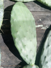 Cargar imagen en el visor de la galería, esqueixos de Opuntia ficus indica