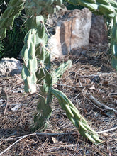 Cargar imagen en el visor de la galería, esqueixos de Cylindropuntia imbricata