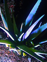Cargar imagen en el visor de la galería, Aloe Vera en la noche 
