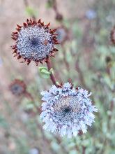 Cargar imagen en el visor de la galería, globularia vulgaris
