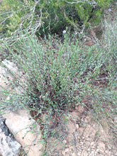 Cargar imagen en el visor de la galería, globularia vulgaris
