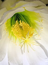 Cargar imagen en el visor de la galería, esqueixos de Trichocereus bridgesii "Jesús"
