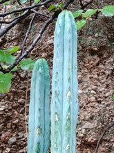 Cargar imagen en el visor de la galería, esqueixos de Trichocereus bridgesii "Jesús"
