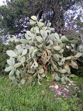 Cargar imagen en el visor de la galería, esqueixos de Opuntia ficus indica

