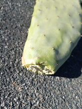 Cargar imagen en el visor de la galería, esqueixos de Opuntia ficus indica
