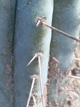 Cargar imagen en el visor de la galería, esqueixos de Trichocereus bridgesii "Jesús"

