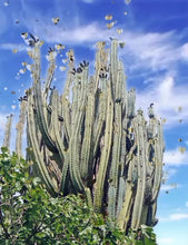 Cargar y reproducir el video en el visor de la galería, esqueixos de Trichocereus bridgesii "Jesús"
