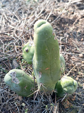 Cargar imagen en el visor de la galería, esqueixos de Trichocereus bridgesii "Pene"
