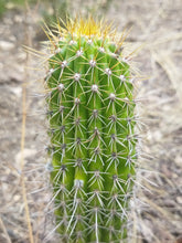 Cargar imagen en el visor de la galería, esqueixos de Trichocereus spatchianus "Jesús"
