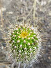 Cargar imagen en el visor de la galería, esqueixos de Trichocereus spatchianus "Jesús"
