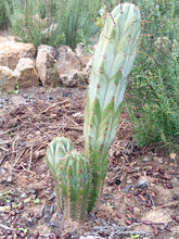 Cargar imagen en el visor de la galería, esqueixos de Trichocereus peruvianus "Trocettes"
