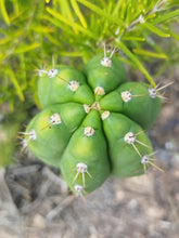 Cargar imagen en el visor de la galería, esqueixos de Trichocereus patchanoi "Trocettes"

