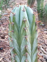 Cargar imagen en el visor de la galería, esqueixos de Trichocereus peruvianus "Trocettes"
