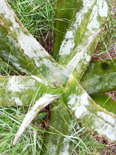 Cargar imagen en el visor de la galería, esqueixos de Aloe vera
