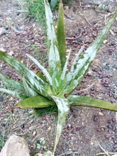 Cargar imagen en el visor de la galería, esqueixos de Aloe vera
