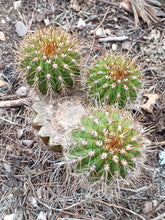Cargar imagen en el visor de la galería, esqueixos de Trichocereus spatchianus "Jesús"
