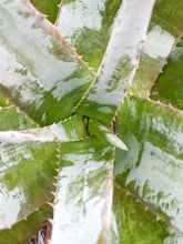 Cargar imagen en el visor de la galería, esqueixos de Aloe vera
