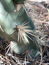 Cargar imagen en el visor de la galería, esqueixos de Cylindropuntia imbricata
