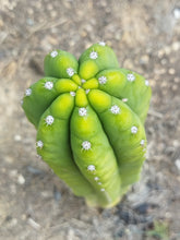 Cargar imagen en el visor de la galería, esqueixos de Trichocereus patchanoi "Trocettes"
