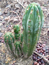Cargar imagen en el visor de la galería, esqueixos de Trichocereus peruvianus "Trocettes"
