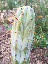 Cargar imagen en el visor de la galería, esqueixos de Trichocereus peruvianus "Trocettes"
