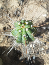 Cargar imagen en el visor de la galería, esqueixos de Trichocereus peruvianus "Trocettes"
