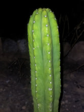 Cargar imagen en el visor de la galería, esqueixos de Trichocereus patchanoi "Trocettes"
