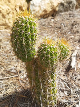 Cargar imagen en el visor de la galería, esqueixos de Trichocereus spatchianus "Jesús"

