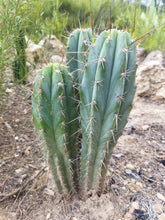 Cargar imagen en el visor de la galería, esqueixos de Trichocereus peruvianus "Trocettes"
