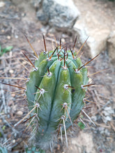 Cargar imagen en el visor de la galería, esqueixos de Trichocereus peruvianus "Trocettes"
