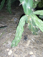 Cargar imagen en el visor de la galería, esqueixos de Cylindropuntia imbricata
