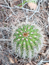 Cargar imagen en el visor de la galería, esqueixos de Trichocereus spatchianus "Jesús"
